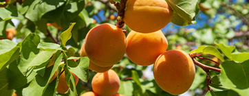 frutta-3 frutta-3